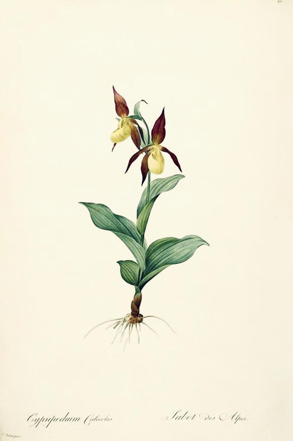 Photo of Yellow Lady's Slipper Orchid (Cypripedium calceolus) uploaded by scvirginia