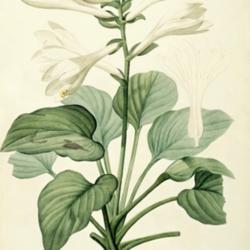 
Date: c. 1805
illustration [as Hemerocallis japonica] by P.J. Redouté from his