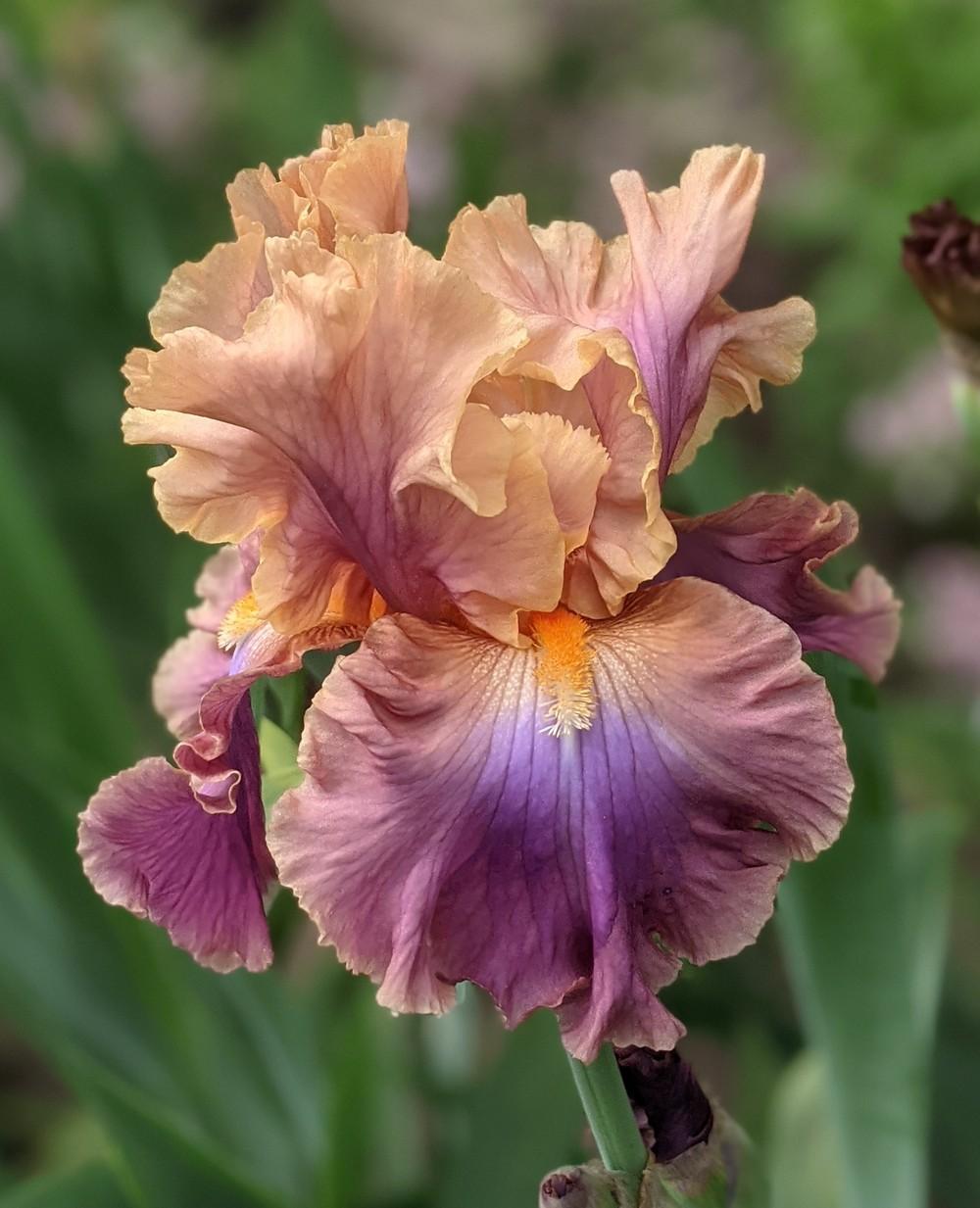 Photo of Tall Bearded Iris (Iris 'Chasing Rainbows') uploaded by Artsee1