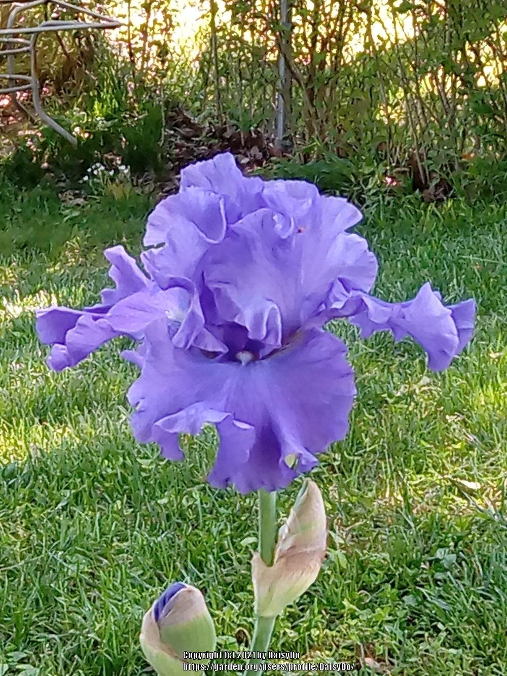 Photo of Tall Bearded Iris (Iris 'Yaquina Blue') uploaded by DaisyDo