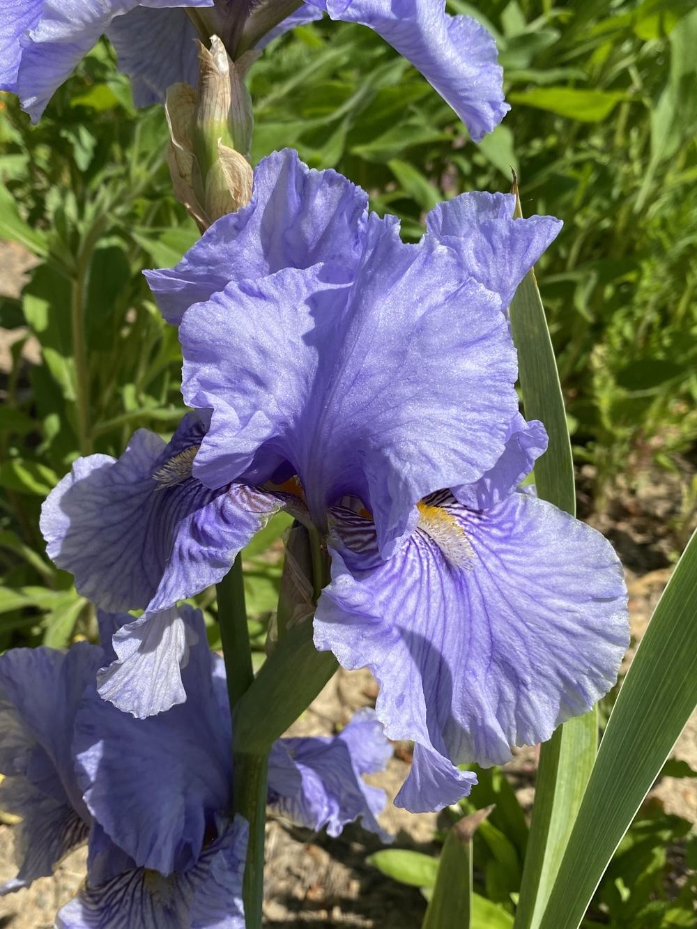 Photo of Tall Bearded Iris (Iris 'Fancy Fellow') uploaded by FormerGWzoneLyndaWS