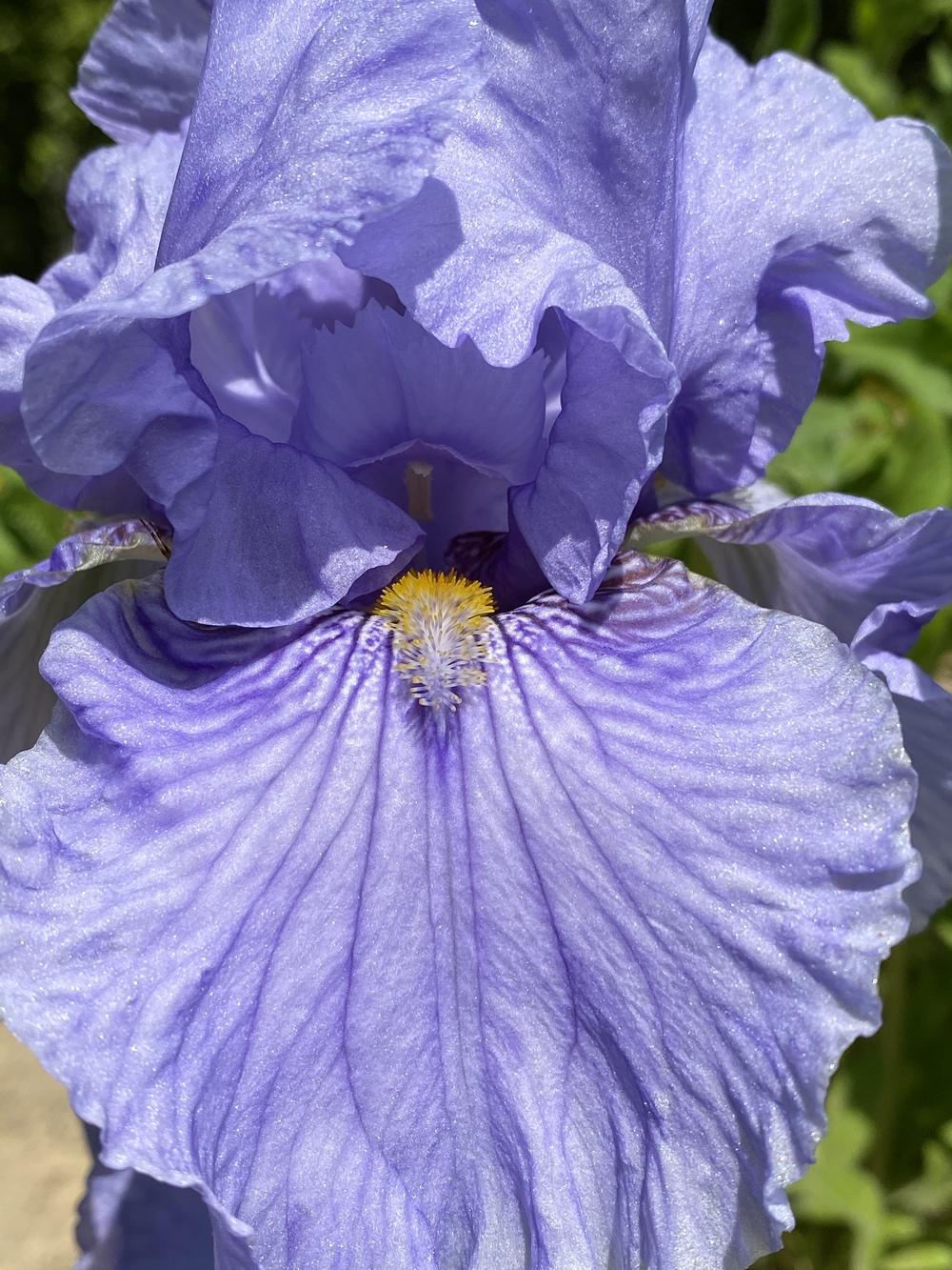 Photo of Tall Bearded Iris (Iris 'Fancy Fellow') uploaded by FormerGWzoneLyndaWS