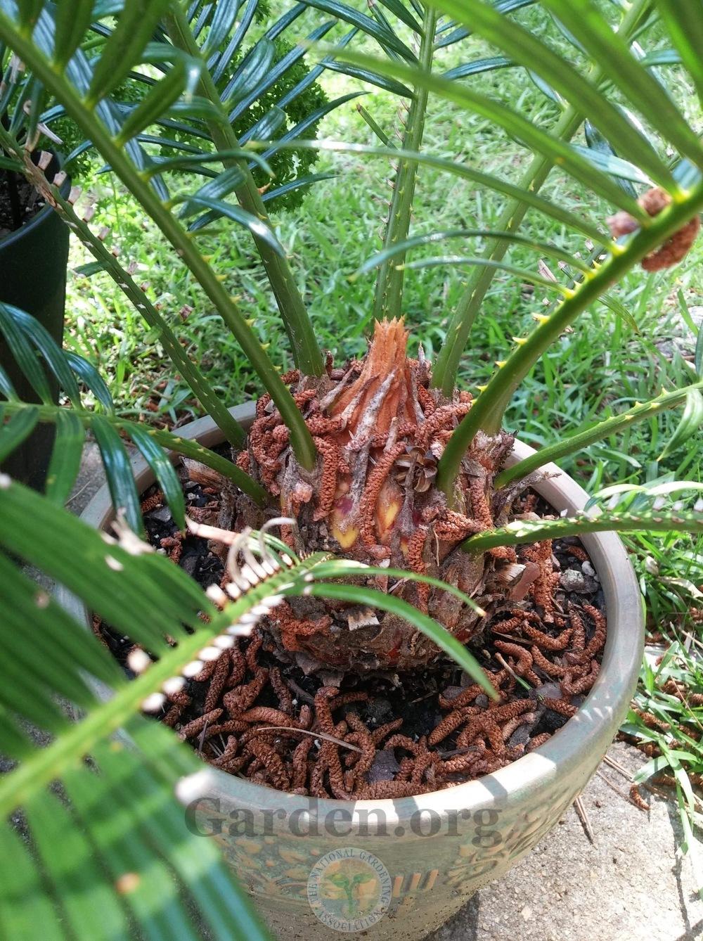Photo of Sago Palm (Cycas revoluta) uploaded by Hamwild