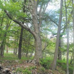 Location: Mount Pocono, PA
Date: 2021-05-17
full-grown tree mainly showing trunk