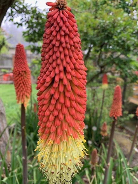 Photo of Torch Lilies (Kniphofia) uploaded by IslandGarden