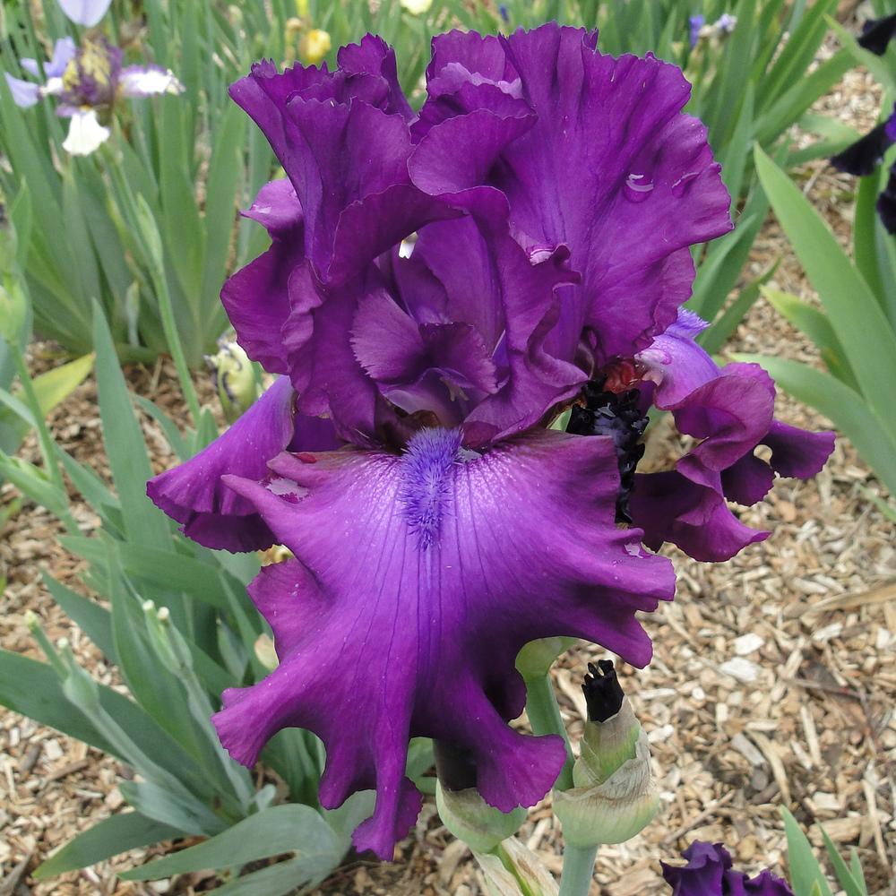Photo of Tall Bearded Iris (Iris 'Swingtown') uploaded by lauriemorningglory