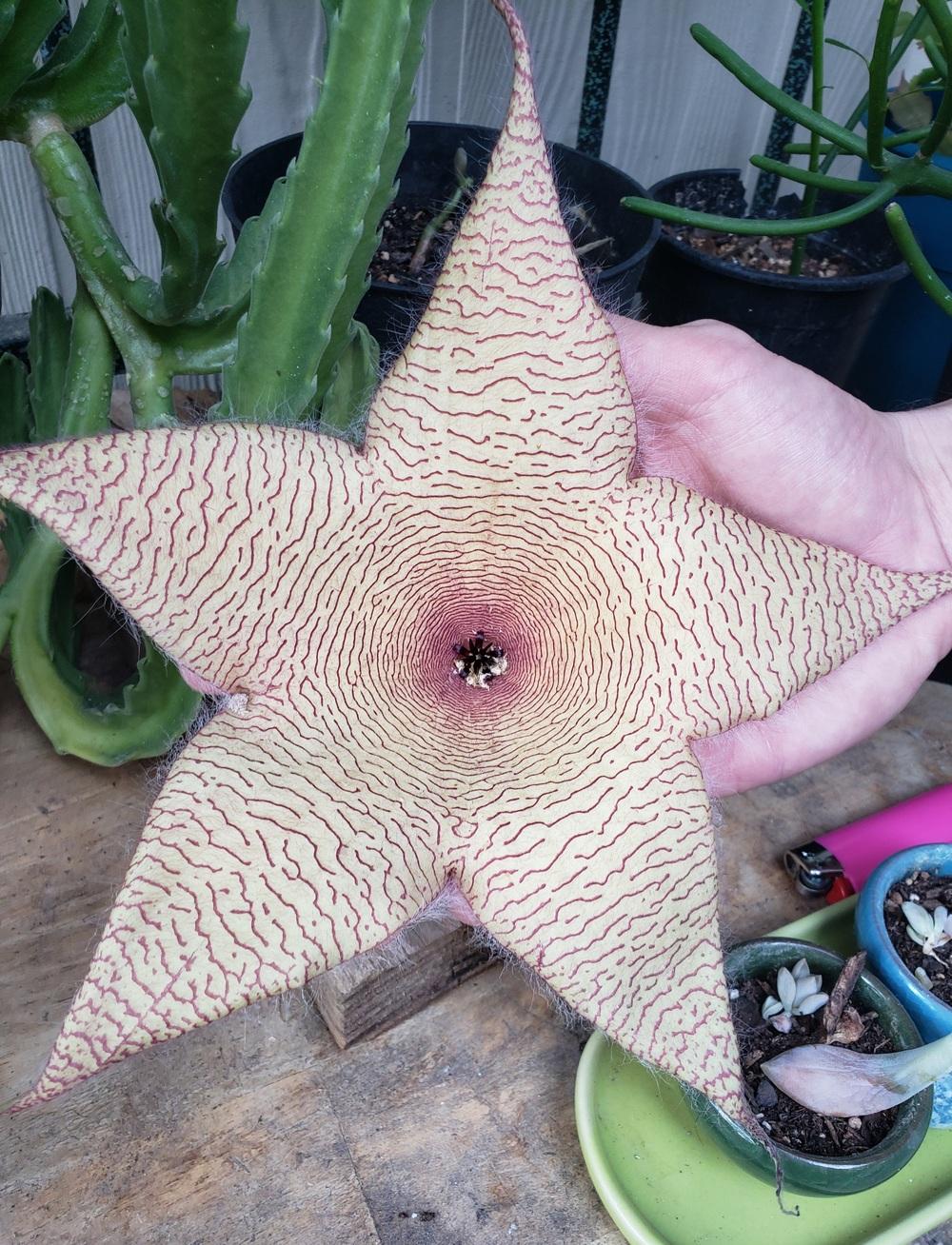 Photo of Starfish Plant (Ceropegia gigantea) uploaded by CassM