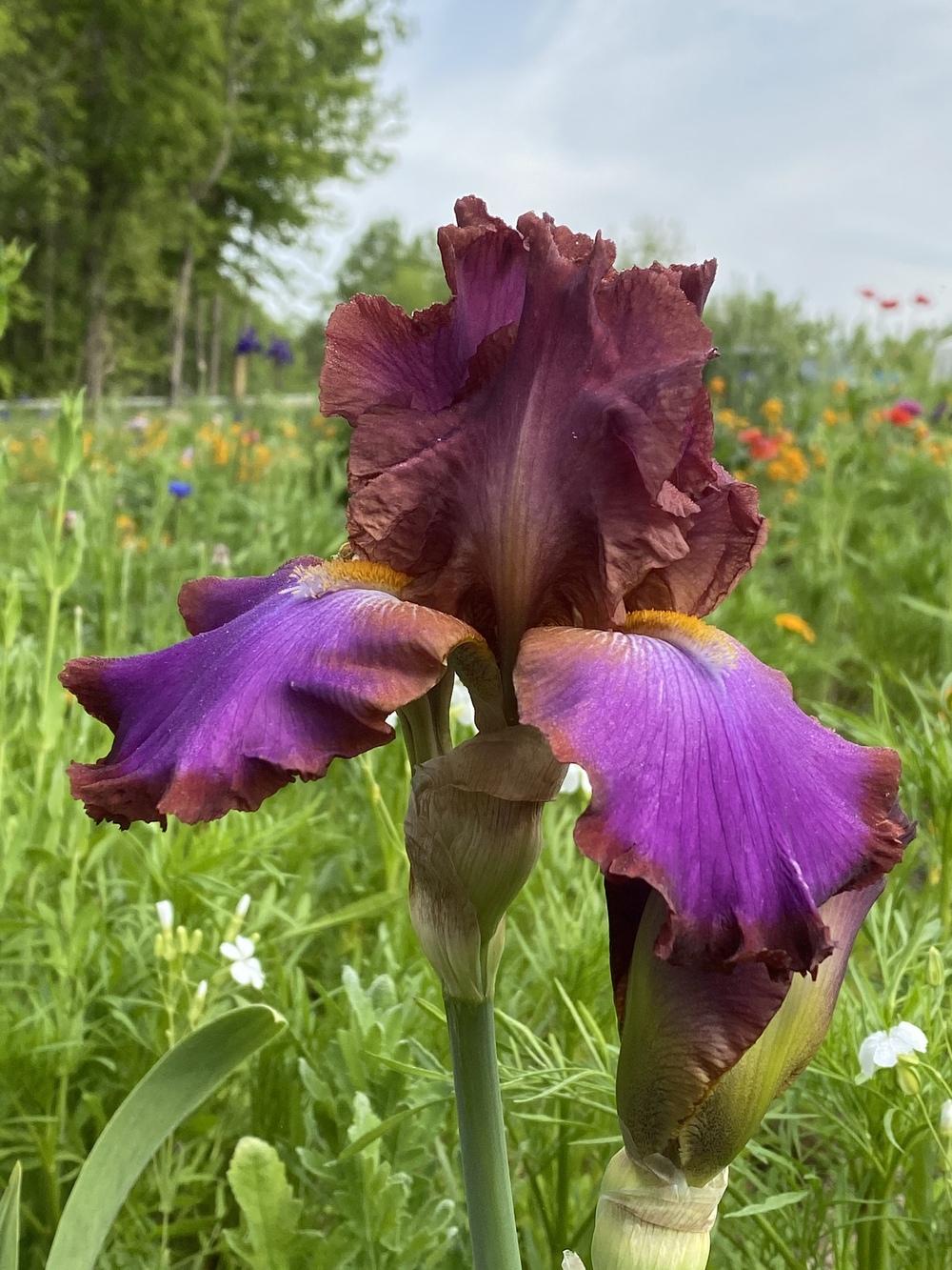 Photo of Tall Bearded Iris (Iris 'Xanthippe's Halo') uploaded by FormerGWzoneLyndaWS