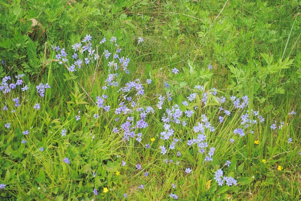 Photo of Narrowleaf Blue-Eyed Grass (Sisyrinchium angustifolium) uploaded by ILPARW