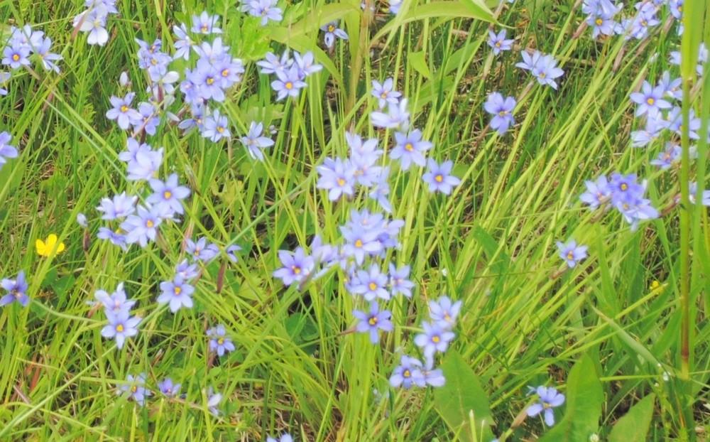Photo of Narrowleaf Blue-Eyed Grass (Sisyrinchium angustifolium) uploaded by ILPARW
