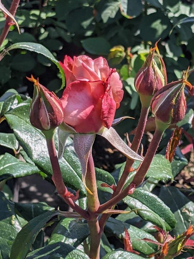Photo of Rose (Rosa 'New Zealand') uploaded by Joy