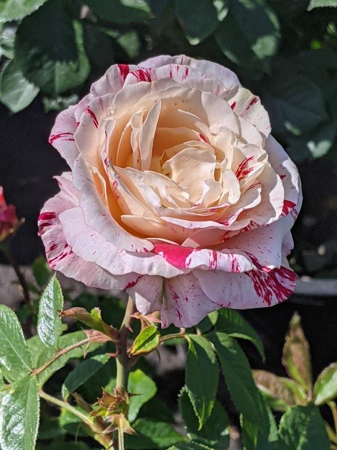 Photo of Rose (Rosa 'Scentimental') uploaded by Joy