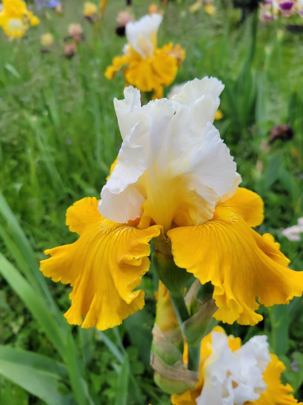 Photo of Tall Bearded Iris (Iris 'Tour de France') uploaded by KyDeltaD