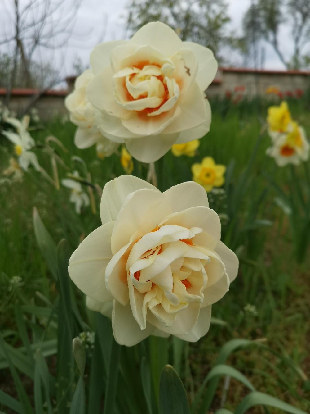 Photo of Double Daffodil (Narcissus 'Gay Kybo') uploaded by Nevita