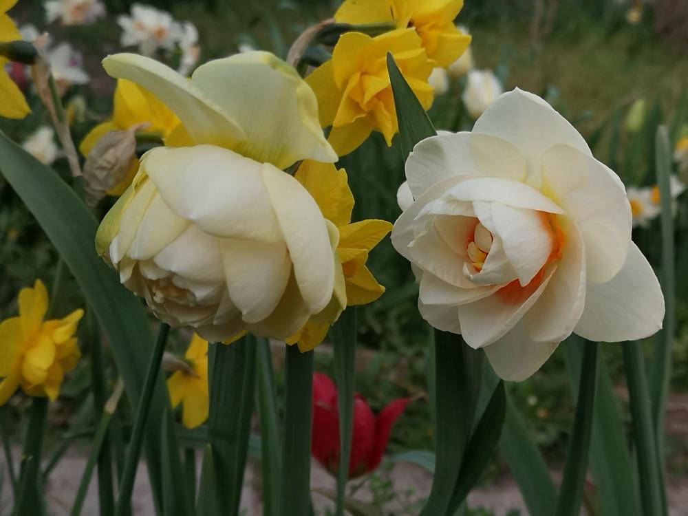 Photo of Double Daffodil (Narcissus 'Gay Kybo') uploaded by Nevita