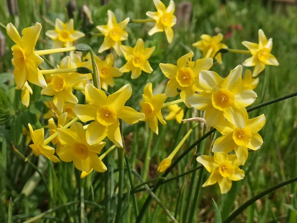 Photo of Jonquilla Daffodil (Narcissus 'New Baby') uploaded by Nevita