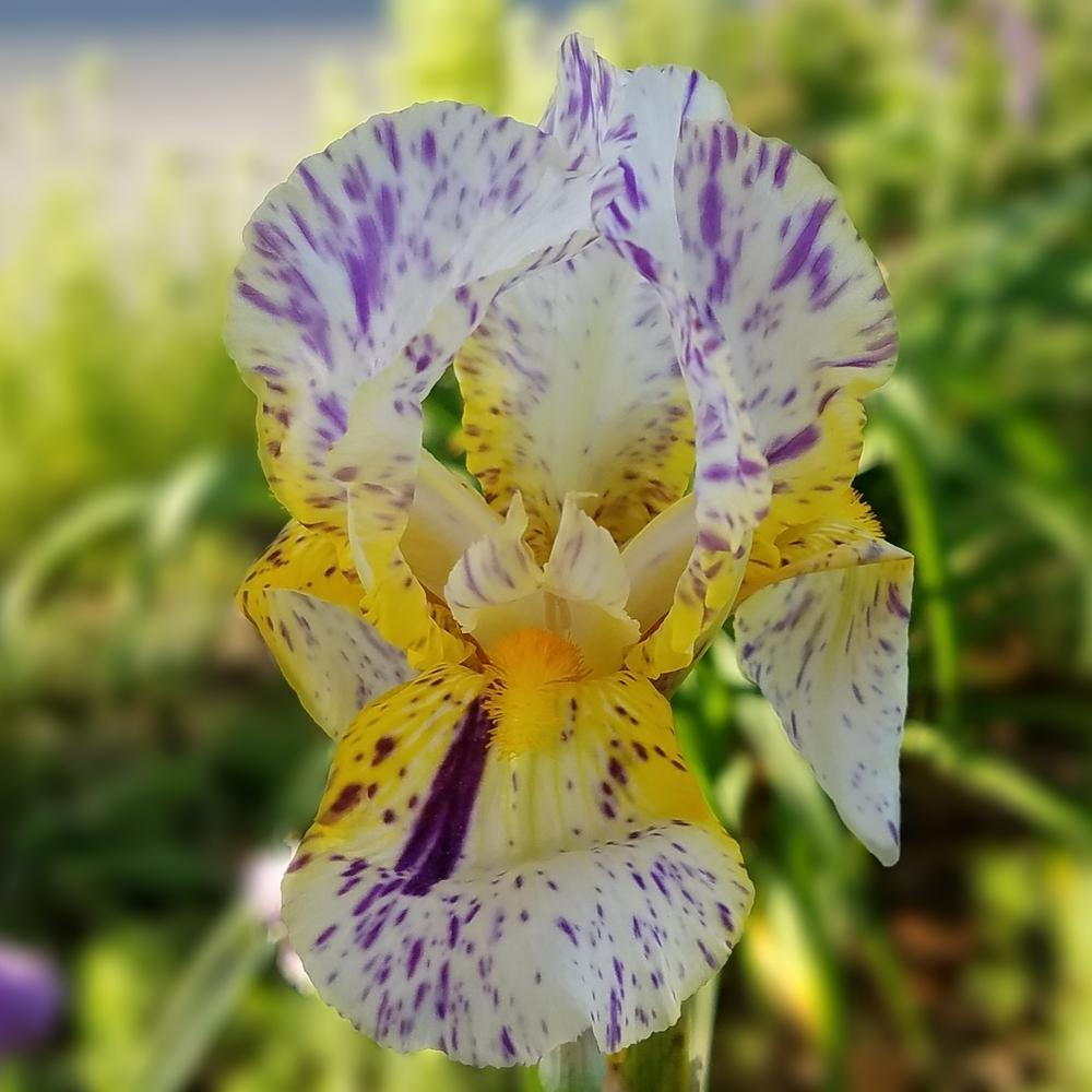 Photo of Border Bearded Iris (Iris 'Minnesota Mixed-Up Kid') uploaded by OrganicJen