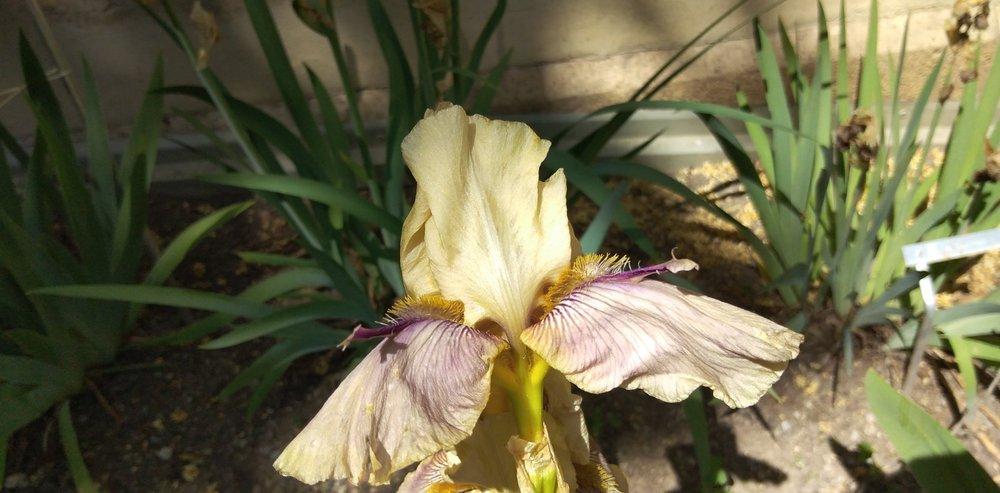 Photo of Tall Bearded Iris (Iris 'Thornbird') uploaded by Sanja