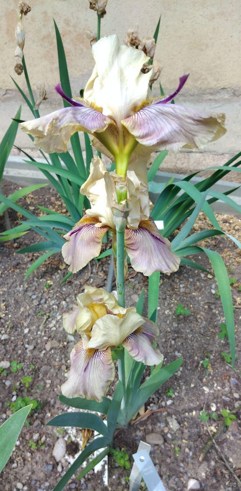 Photo of Tall Bearded Iris (Iris 'Thornbird') uploaded by Sanja