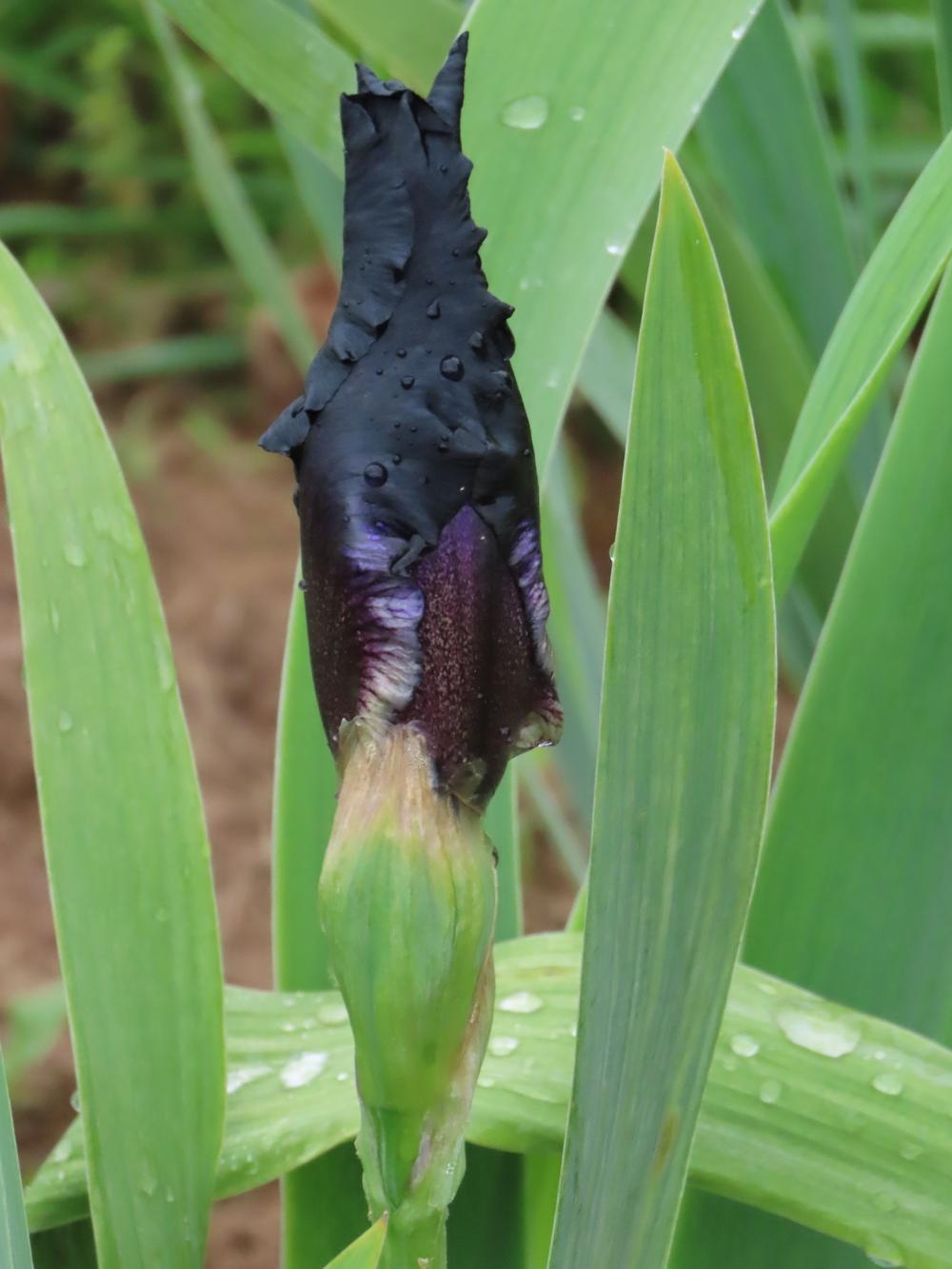 Photo of Tall Bearded Iris (Iris 'Here Comes the Night') uploaded by Topdecker
