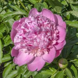 Location: Peony Garden at Nichols Arboretum, Ann Arbor, Michigan
Date: 2019-06-04
Unnamed heirloom peony - one of countless anonymous peonies whose