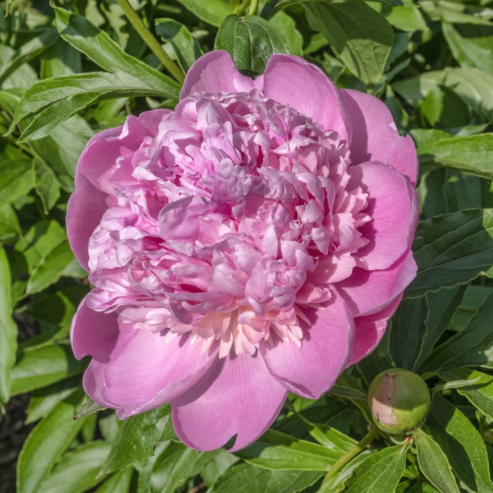 Photo of Peonies (Paeonia) uploaded by arctangent