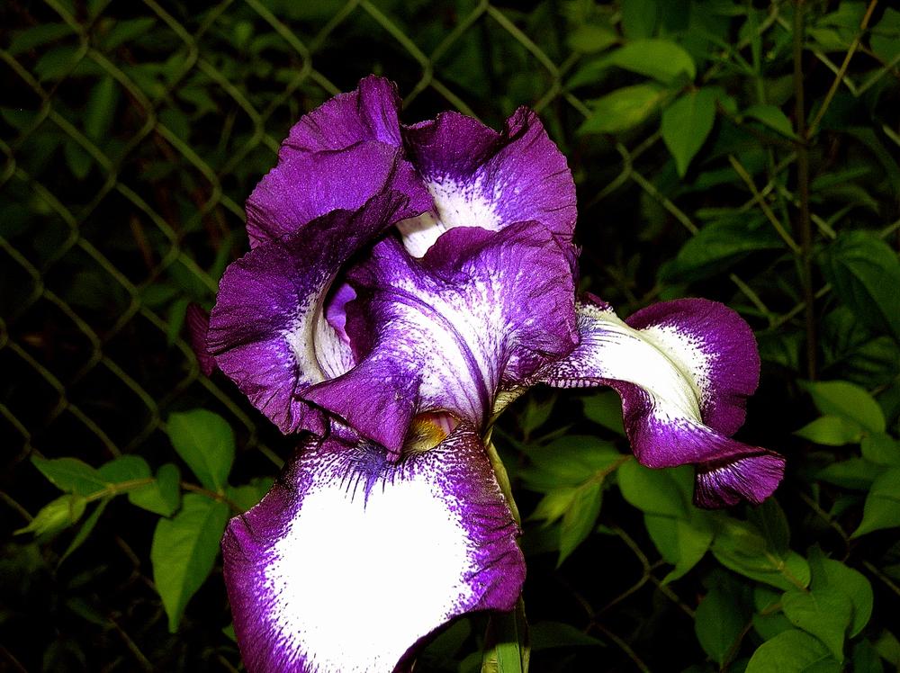Photo of Tall Bearded Iris (Iris 'Stepping Out') uploaded by jackky