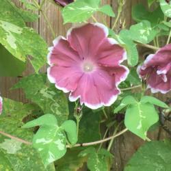 Location: Our garden, Decatur, GA
Date: 2019-08-12
Morning Glory (Ipomoea 'Chocolate').  Note white accents and vari