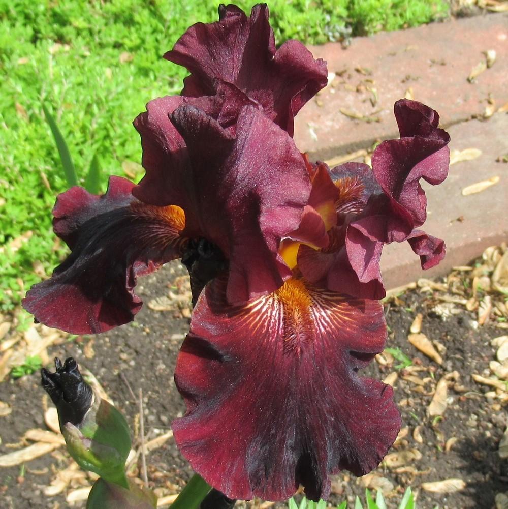 Photo of Tall Bearded Iris (Iris 'Almaden') uploaded by stilldew