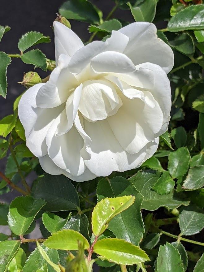 Photo of Groundcover Rose (Rosa 'Flower Carpet White') uploaded by Joy