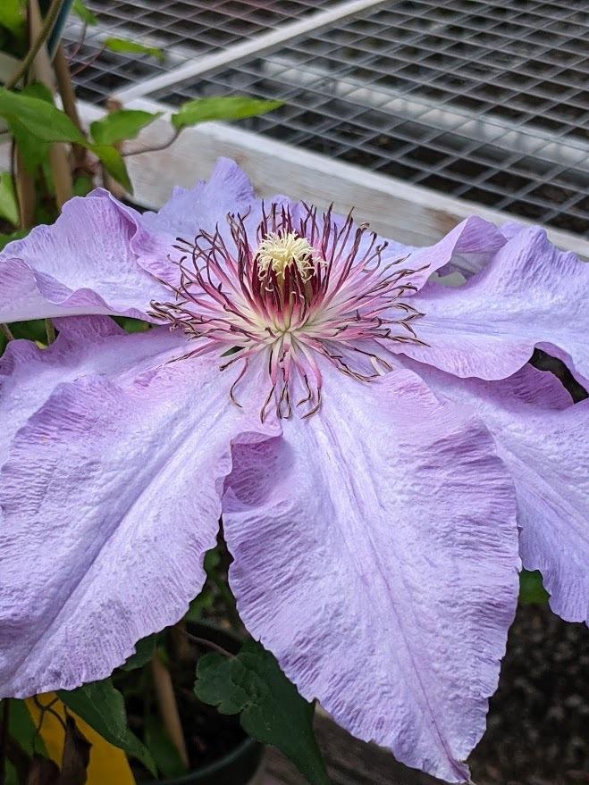 Photo of Clematis 'The First Lady' uploaded by Joy