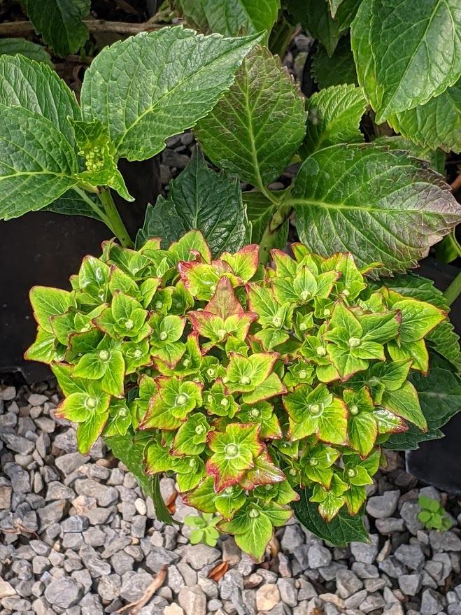 Photo of Mophead Hydrangea (Hydrangea macrophylla Forever & Ever® Pistachio) uploaded by Joy