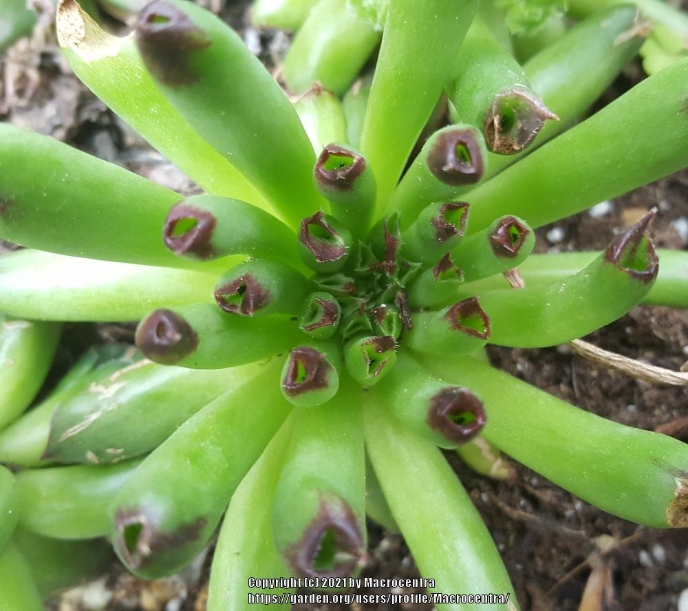 Photo of Hen and Chicks (Sempervivum 'Oddity') uploaded by Macrocentra