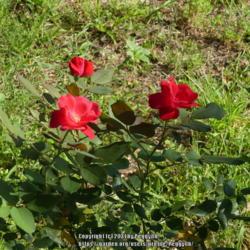 Location: Gause, Texas
Date: 2020-06-09
Very dark blooms at first, fading to dark pink and then a lighter