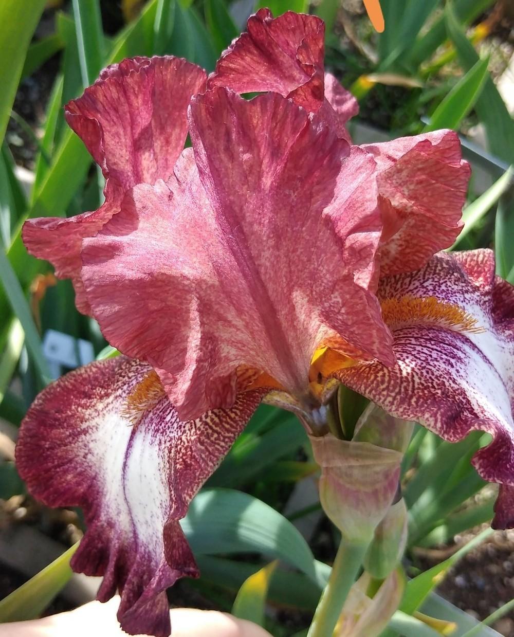 Photo of Tall Bearded Iris (Iris 'Stop the Music') uploaded by Sanja