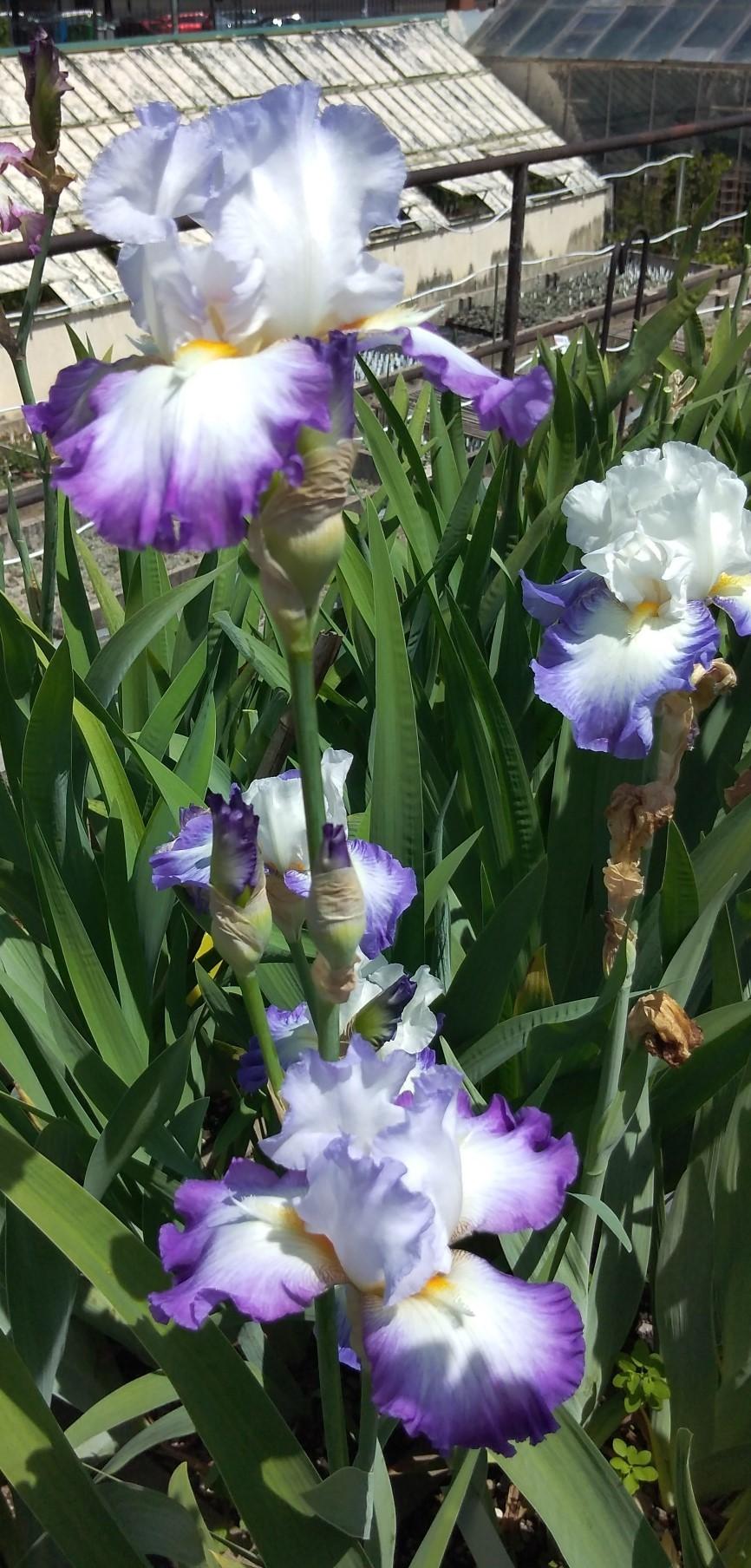 Photo of Tall Bearded Iris (Iris 'Conjuration') uploaded by Sanja