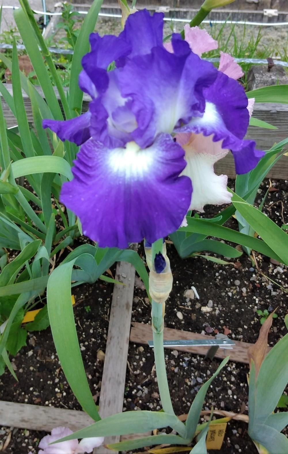 Photo of Tall Bearded Iris (Iris 'City Lights') uploaded by Sanja