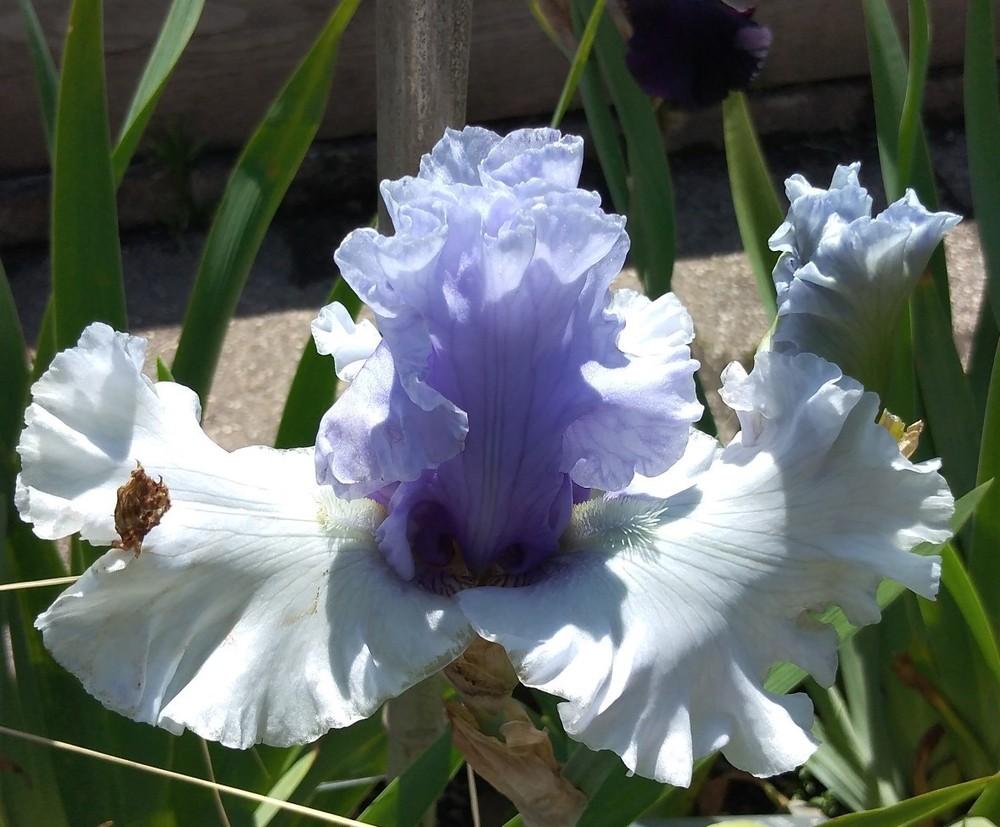 Photo of Tall Bearded Iris (Iris 'Wintry Sky') uploaded by Sanja