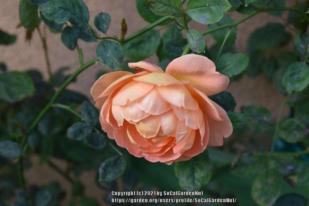 Photo of English Shrub Rose (Rosa 'Lady of Shalott') uploaded by SoCalGardenNut