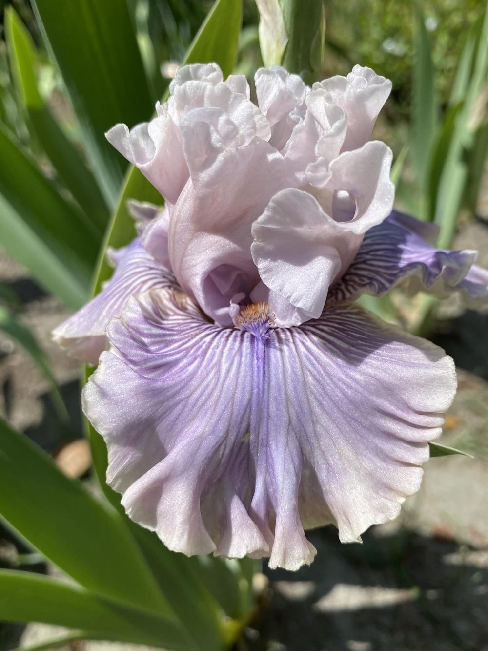 Photo of Tall Bearded Iris (Iris 'Haunted Heart') uploaded by aikenforflowers