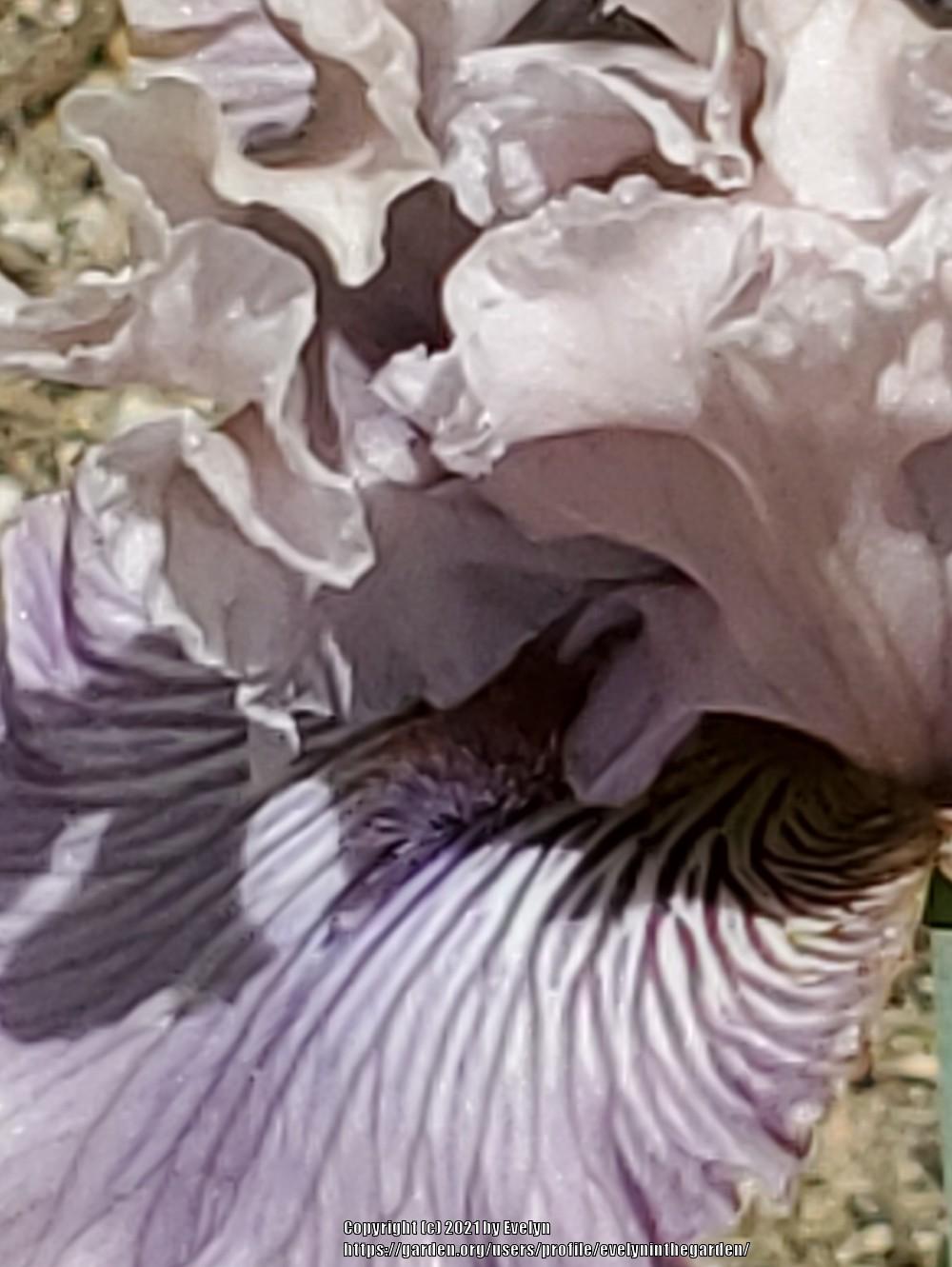 Photo of Tall Bearded Iris (Iris 'Haunted Heart') uploaded by evelyninthegarden