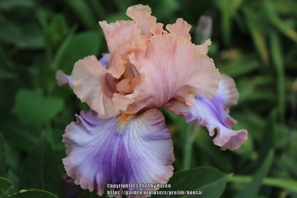 Photo of Tall Bearded Iris (Iris 'Florentine Silk') uploaded by kousa