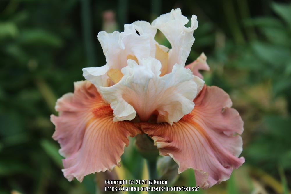 Photo of Tall Bearded Iris (Iris 'Emblematic') uploaded by kousa
