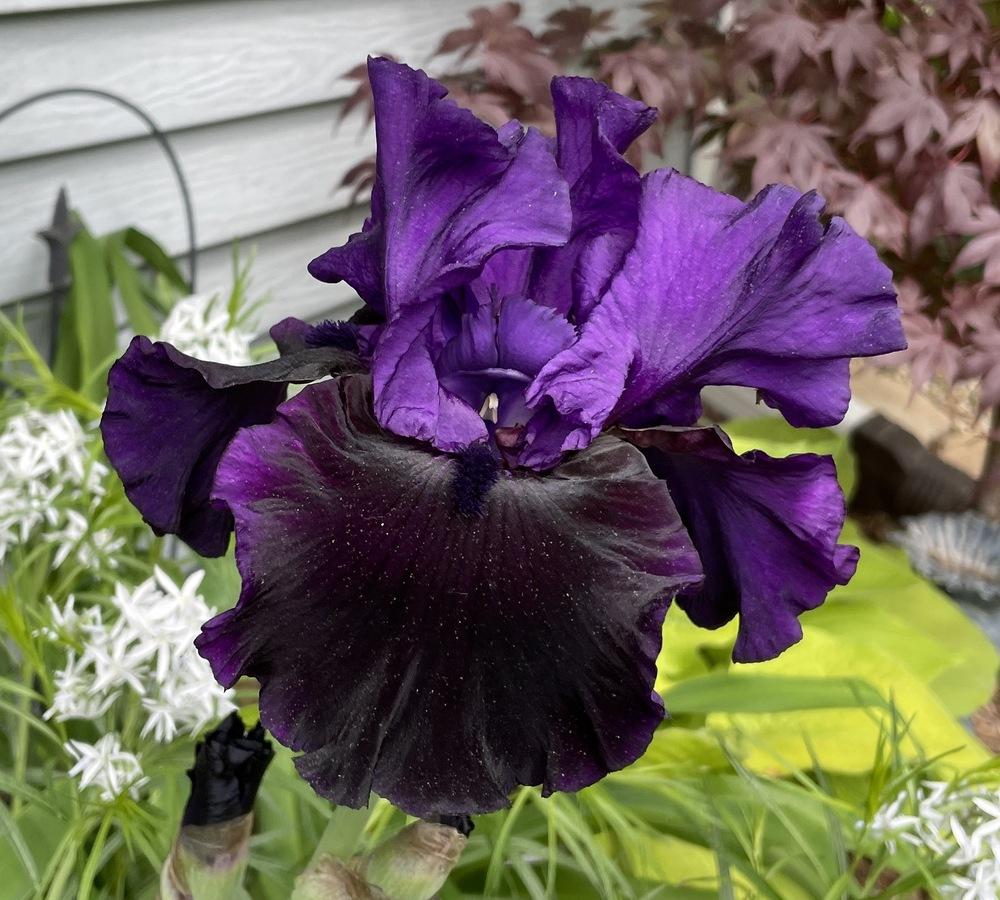 Photo of Tall Bearded Iris (Iris 'Midnight Treat') uploaded by ljb5966