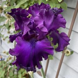 Location: My zone 5 garden.
Date: 2021-05-23
Love this one - it is my tallest iris - about 4'.