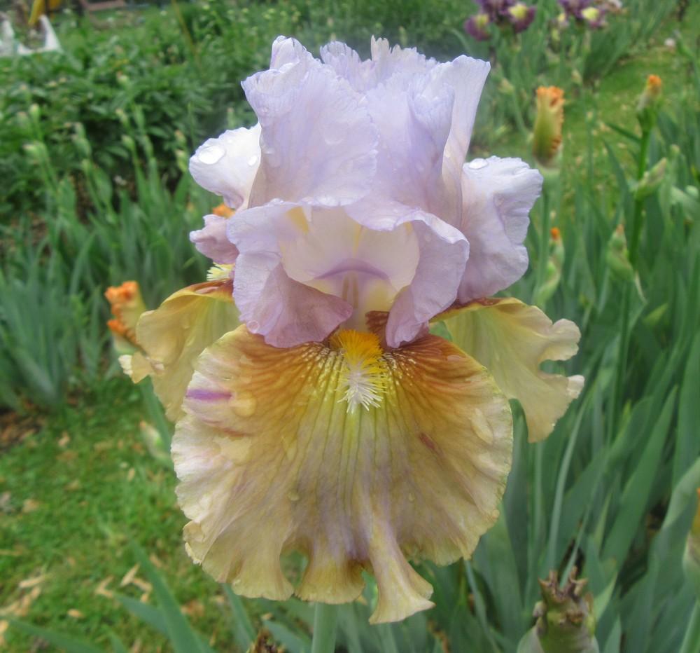 Photo of Tall Bearded Iris (Iris 'Cow Palace') uploaded by tveguy3