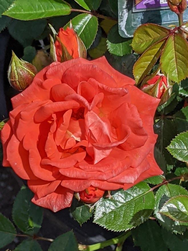 Photo of Rose (Rosa 'All a'Twitter') uploaded by Joy