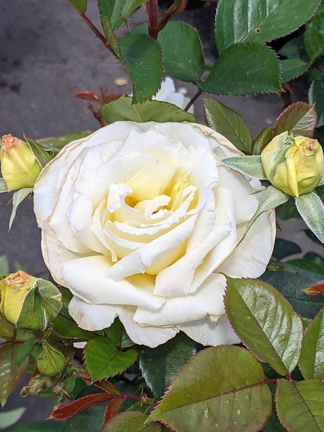 Photo of Rose (Rosa 'White Licorice') uploaded by Joy