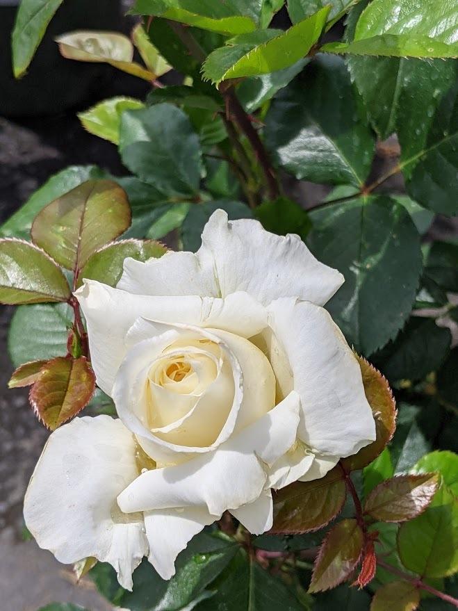 Photo of Rose (Rosa 'White Licorice') uploaded by Joy
