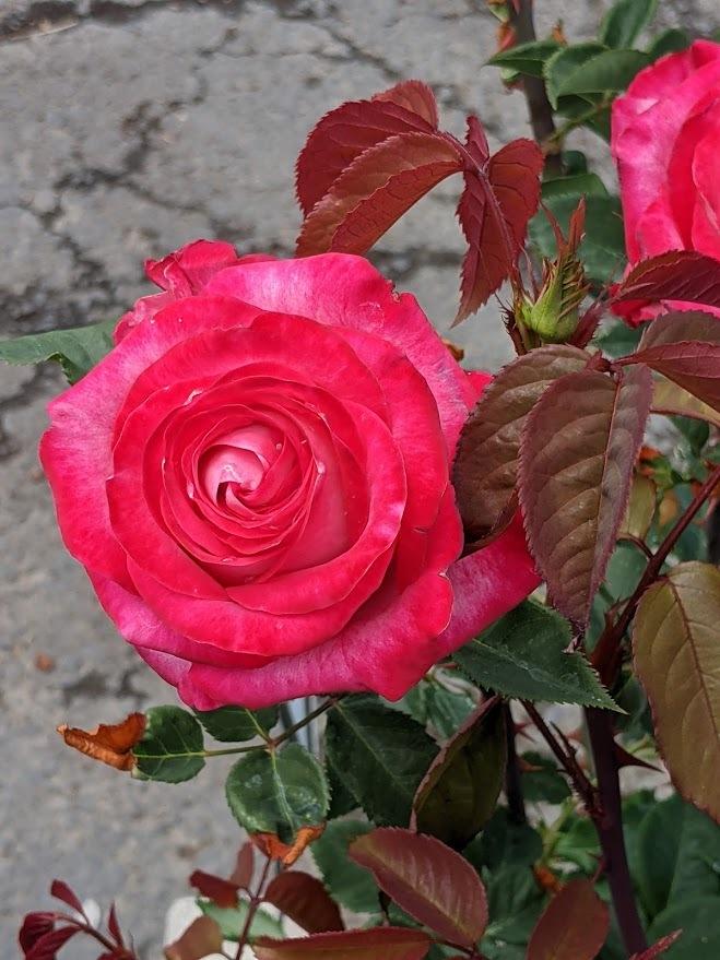 Photo of Rose (Rosa 'Let Freedom Ring') uploaded by Joy